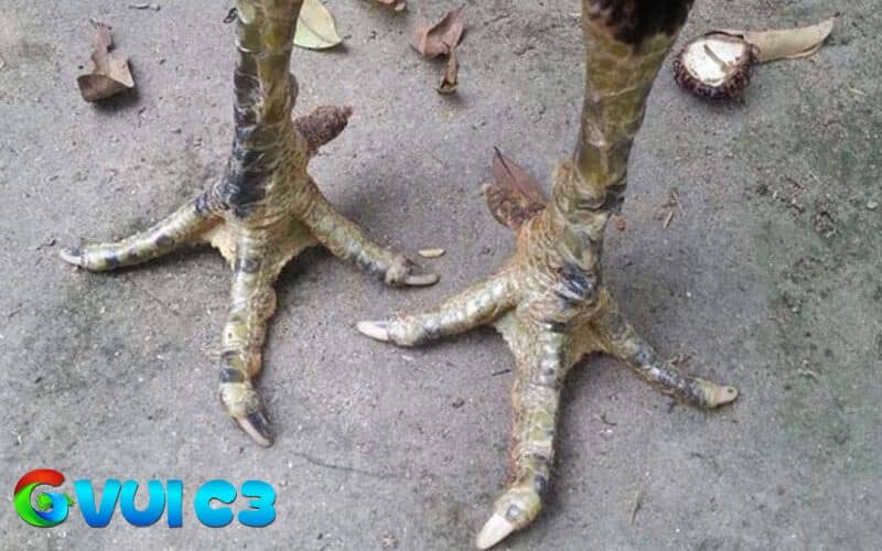 Gà chân cua có nhiều ưu điểm đặc biệt nhưng vẫn còn một số hạn chế Gà chân cua có nhiều ưu điểm đặc biệt nhưng vẫn còn một số hạn chế
