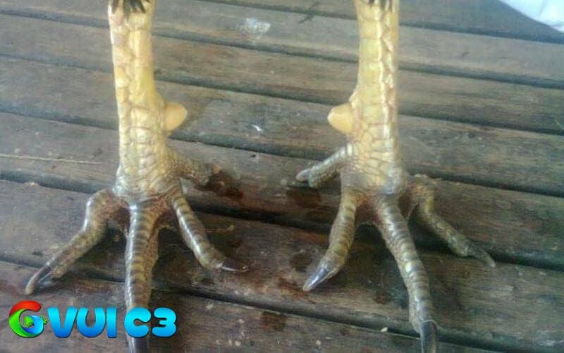 Gà chân cua là các ngón chân gà bị xoắn sang hai bên Gà chân cua là các ngón chân gà bị xoắn sang hai bên