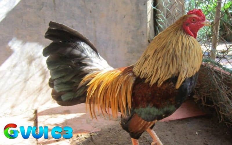Gà có bo lớn thường sở hữu sức bền vượt trội và ra đòn liên tục mà không xuống sức Gà có bo lớn thường sở hữu sức bền vượt trội và ra đòn liên tục mà không xuống sức