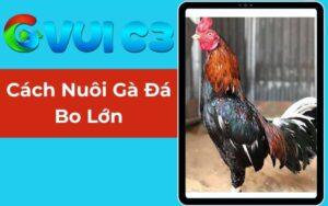 gà đá bo lớn