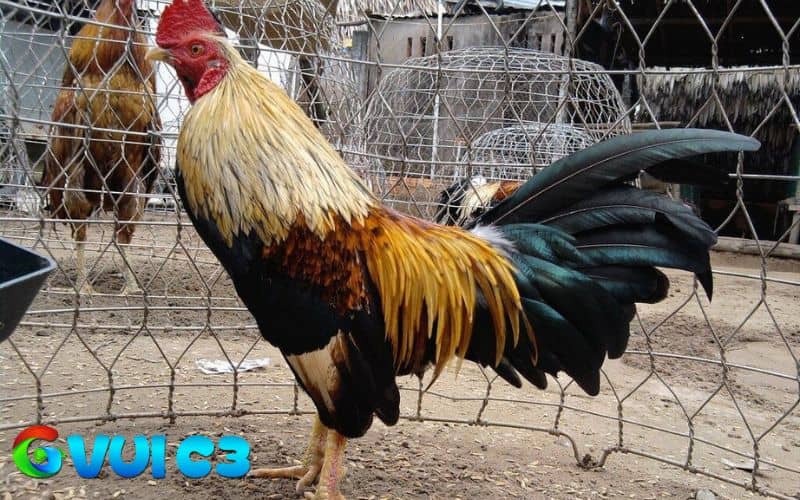 Gà đá bo lớn là gà sở hữu cơ bắp săn chắc và lực đá mạnh Gà đá bo lớn là gà sở hữu cơ bắp săn chắc và lực đá mạnh