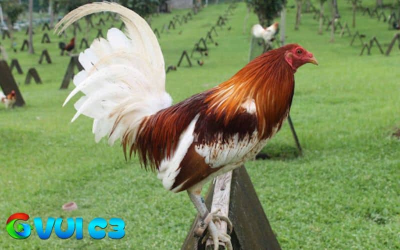 Gà đá cần điều chỉnh chế độ ăn phù hợp theo từng giai đoạn Gà đá cần điều chỉnh chế độ ăn phù hợp theo từng giai đoạn