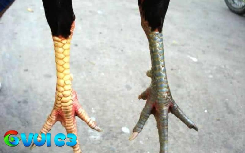 Hình dạng và vị trí của vảy Đại Giáp Hình dạng và vị trí của vảy Đại Giáp