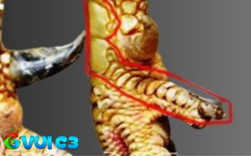 Hình dạng vảy gà linh giáp tử Hình dạng vảy gà linh giáp tử