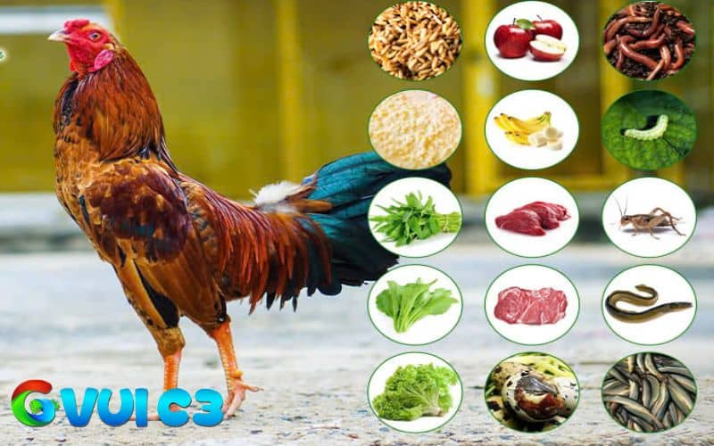 Lịch trình cho gà ăn đầy đủ chất và mà không ép gà ăn Lịch trình cho gà ăn đầy đủ chất và mà không ép gà ăn