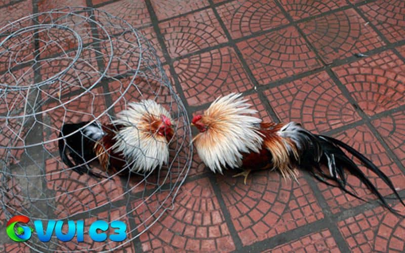 Luyện tập là yếu tố quan trọng trong việc sở hữu gà đá bo lớn Luyện tập là yếu tố quan trọng trong việc sở hữu gà đá bo lớn