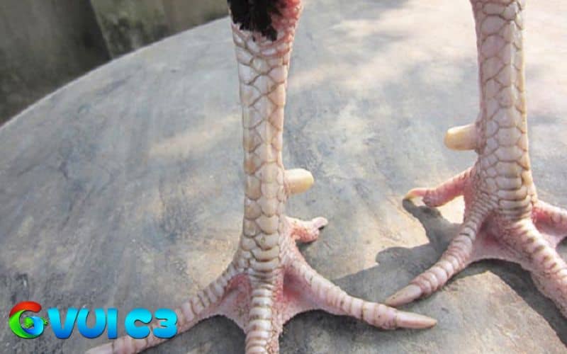 Màu sắc của vảy gà linh giáp tử Màu sắc của vảy gà linh giáp tử