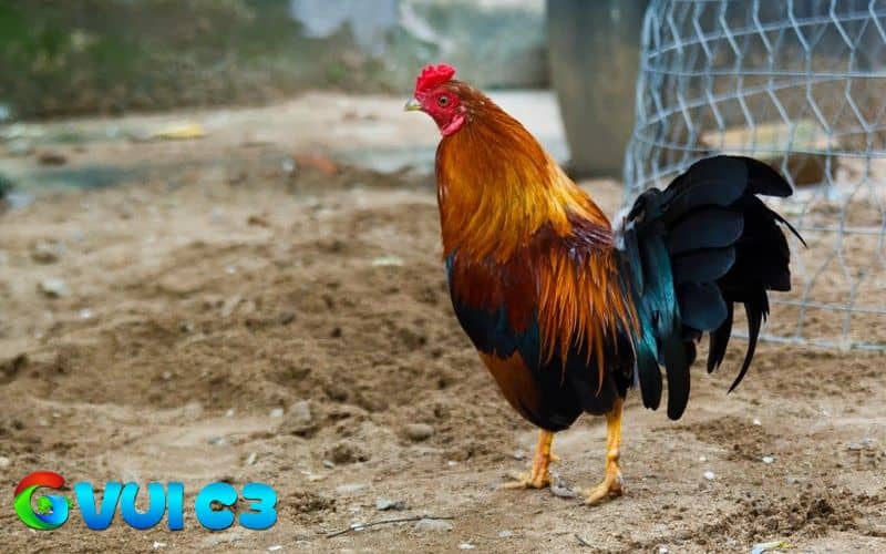 Nên cho gà ăn trứng định kỳ vì có thể dư thừa chất Nên cho gà ăn trứng định kỳ vì có thể dư thừa chất