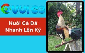 Nuôi Gà Đá Nhanh Lên Ký