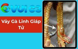 Vảy gà linh giáp tử