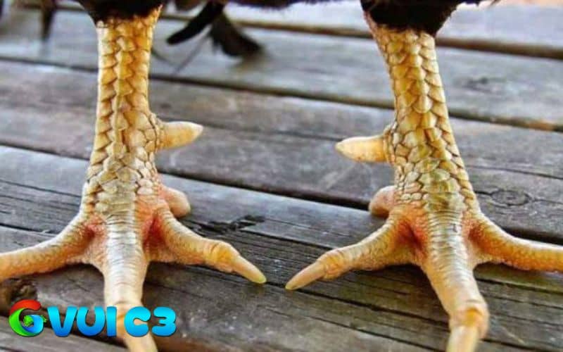Vảy khai vương gồm có 3 dạng vảy do cấu trúc và hình dạng Vảy khai vương gồm có 3 dạng vảy do cấu trúc và hình dạng