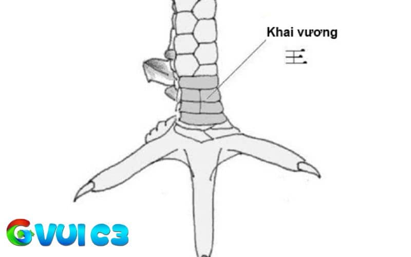 Vảy khai vương là gà có bốn vảy xếp liền nhau giống chữ Vương trong chữ Hán Vảy khai vương là gà có bốn vảy xếp liền nhau giống chữ Vương trong chữ Hán