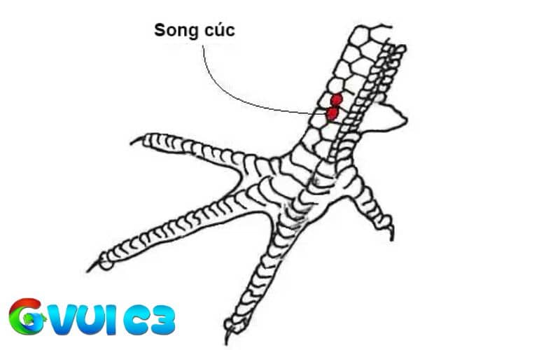 Vảy song cúc là có 2 vảy nhỏ mọc sau cựa giống hoa cúc Vảy song cúc là có 2 vảy nhỏ mọc sau cựa giống hoa cúc
