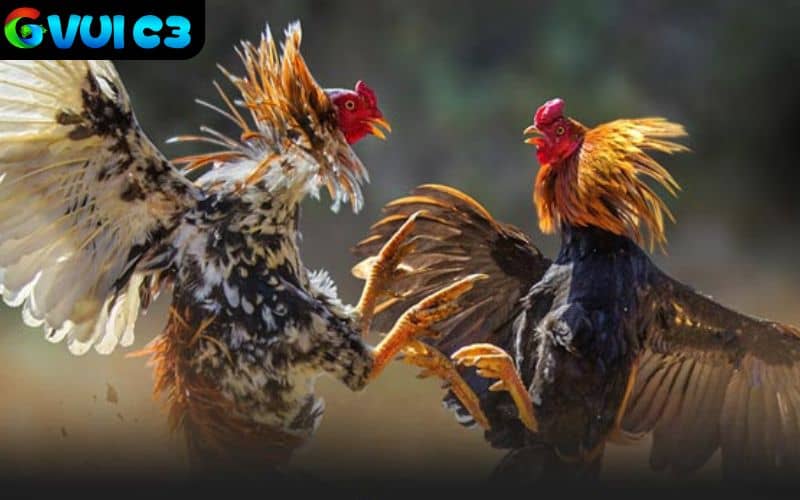 8KBET mở cược đá gà tỷ lệ trả thưởng cao hơn so với thị trường