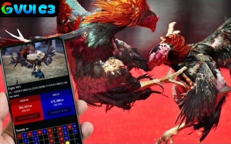 8KBET phát sóng trực tiếp đá gà hàng với hình ảnh chất lượng