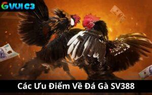 Các Ưu Điểm Về Đá Gà SV388