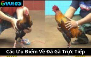 Các Ưu Điểm Về Đá Gà Trực Tiếp
