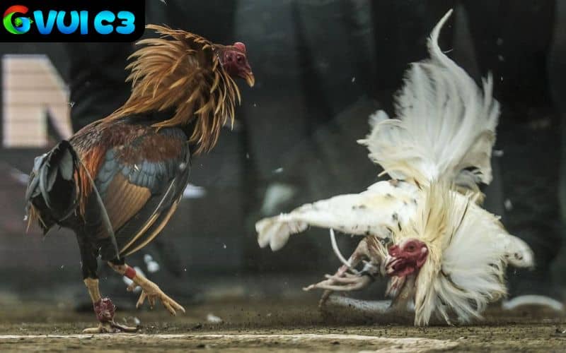 Có bình luận viên bình luận chuyên nghiệp