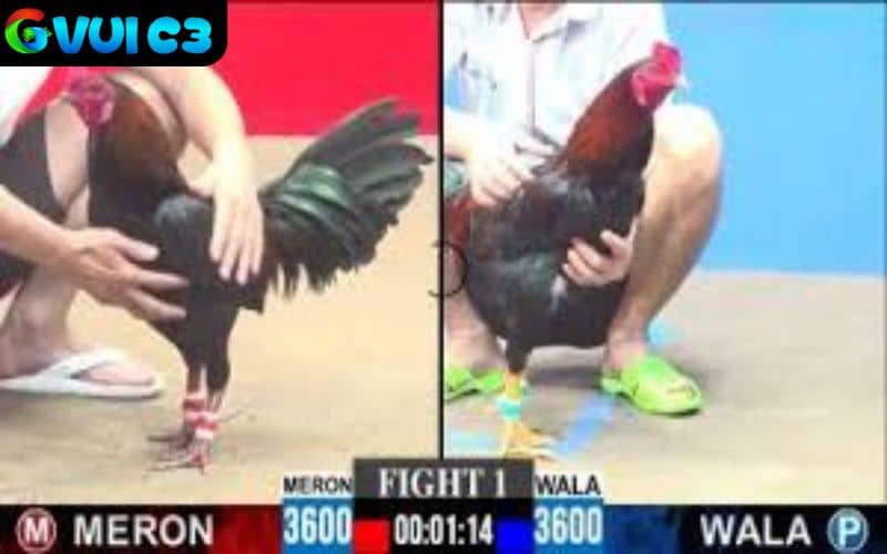 Đá Gà Trực Tiếp tổng hợp các trận đá gà hay cùng một chuyên mục