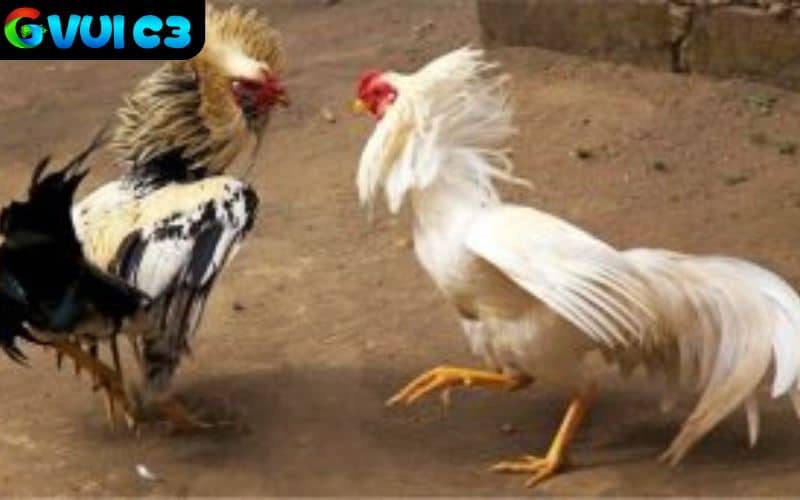 SV388 sử dụng công nghệ tiên tiến phát sóng với hình ảnh sắc nét